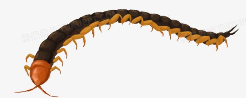 蜈蚣小时候长什么样子 蜈蚣长大的样子