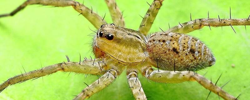 关于蜘蛛的介绍 关于蜘蛛的介绍100