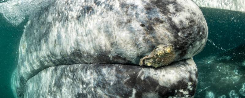 泰国三鲸岩是怎样形成的 泰国三鲸岩形成原因