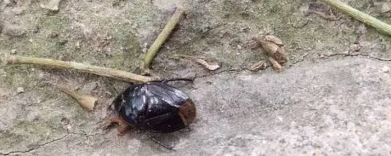 类似蟑螂的黑色虫子是什么 类似蟑螂的黑色虫子是什么跑的飞快
