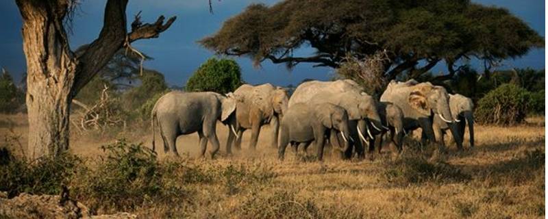 大象是几级保护动物 大象是几级保护动物?