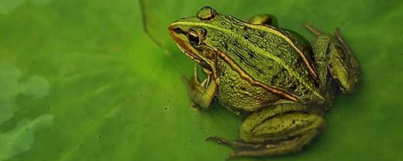 青蛙家族有哪些近亲 青蛙家族有哪些近亲图片