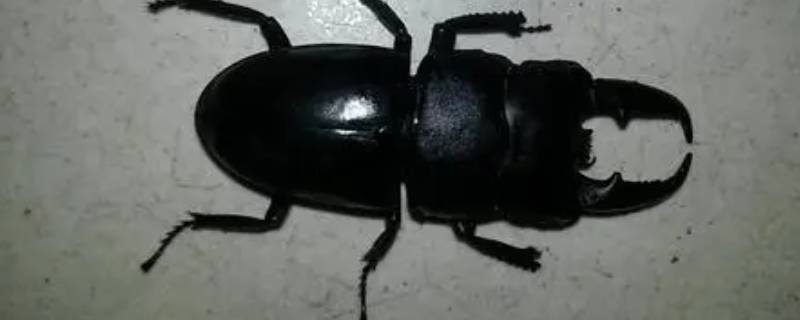 黑色甲虫吃什么食物（黑色甲虫吃啥）