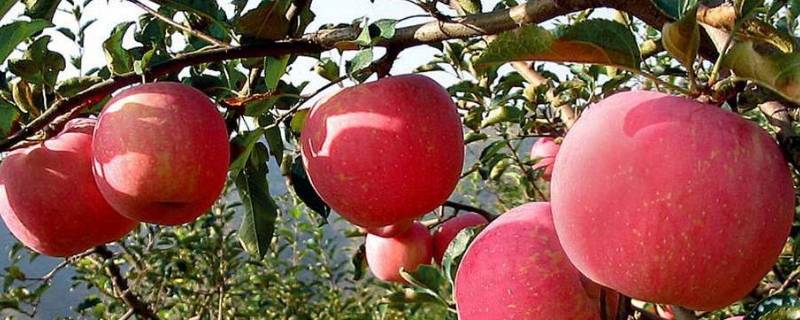 苹果几月份成熟采摘 甘肃苹果几月份成熟采摘