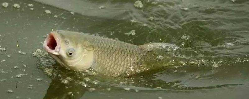 鱼一般吃什么（鱼一般吃什么东西）