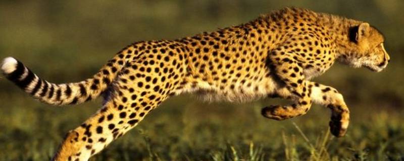 猎豹的速度 猎豹的速度有多快