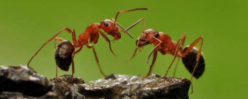 为什么阳台突然出现很多蚂蚁 阳台上有很多蚂蚁