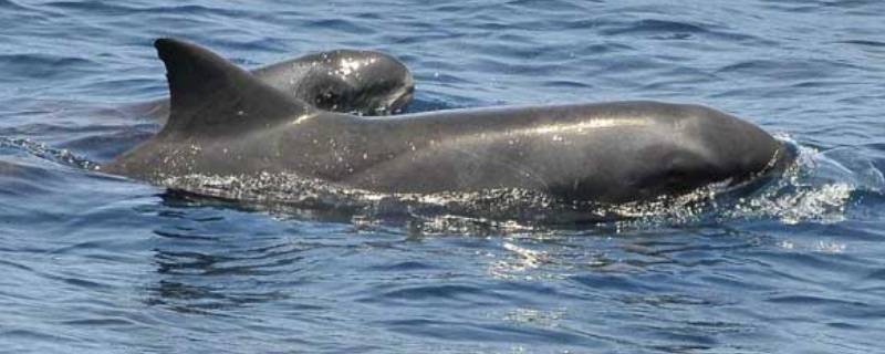 什么是瓜头鲸 瓜头鲸是哺乳动物吗