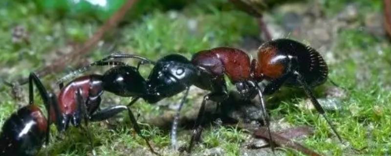 怎么消灭蚂蚁简单有效的方法 如何消灭蚂蚁最有效的方法