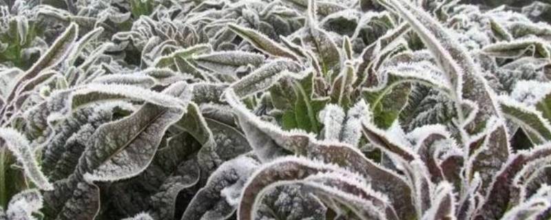 寒潮定义（寒潮定义及防御措施）