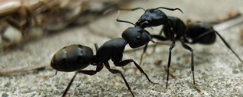 蚂蚁中为什么会有大头的蚂蚁（为什么蚂蚁有大头和小头的）