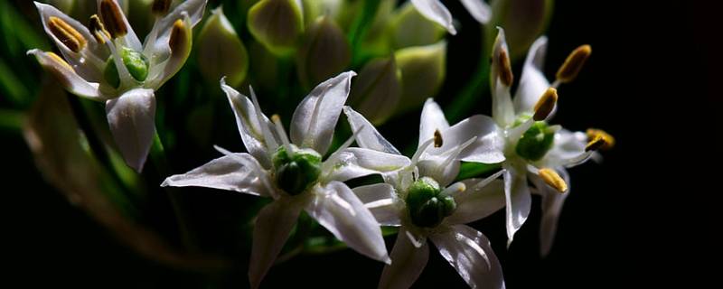 韭菜花是什么 韭菜花是什么味道