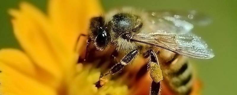 具有蜜蜂品质的动物还有哪些（你认为有蜜蜂这种品质的动物还有什么动物）