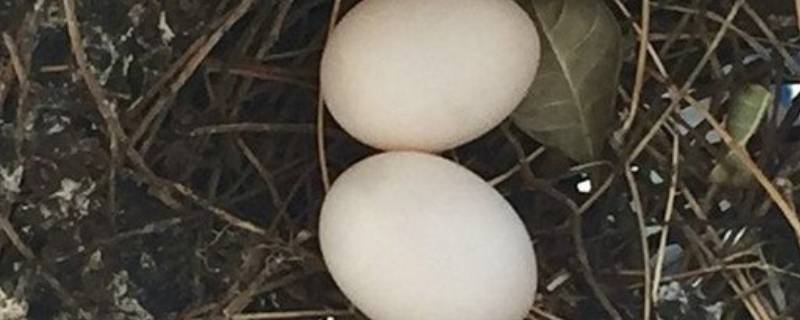 捡到一个鸟蛋怎么孵化 野外捡的鸟蛋可以孵出来吗