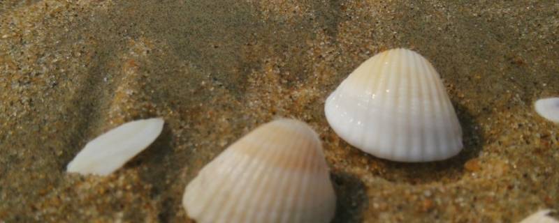 小贝壳叫什么海鲜（小贝壳海鲜叫什么名字）