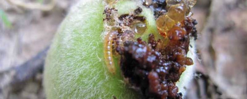 桃核里的虫子是什么虫子 核桃里面的虫子是什么虫