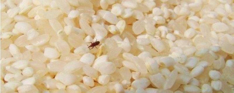 米虫会在地板繁殖吗 为什么家里地上有米虫