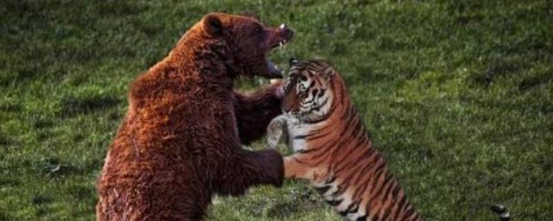 老虎打得过棕熊吗（老虎打得过棕熊吗 知乎）