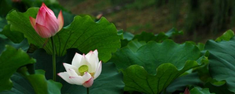 荷的吉祥语 关于荷花的吉祥话