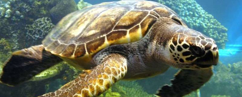 海龟活动方式是怎样的 简单的来说一说海龟的活动