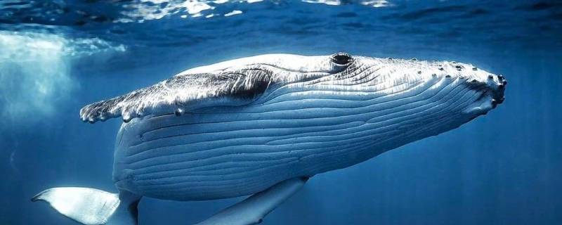 鲸鱼品种 金鱼品种排行榜