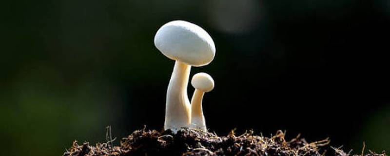 蘑菇结构 蘑菇结构示意图及作用
