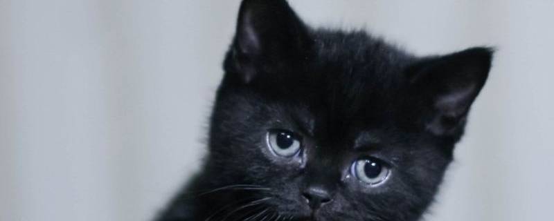 黑猫的名字 黑猫的名字有哪些