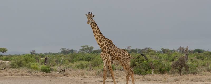长颈鹿有多高（一般长颈鹿有多高）