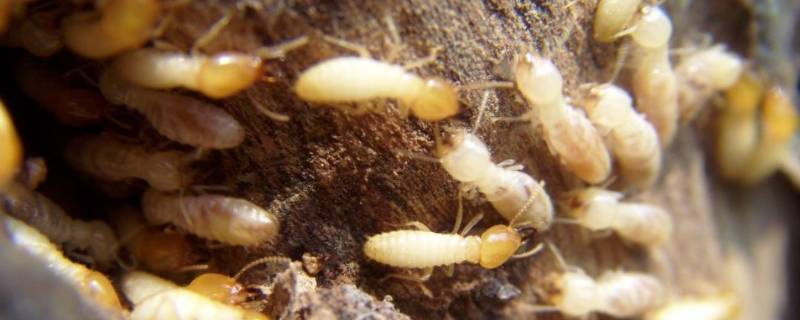 木头里的白色虫子叫什么 木头上小小的白色虫子是什么虫子