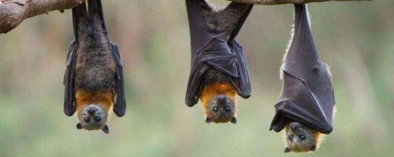 蝙蝠怎么飞进屋里的 蝙蝠怎么飞进屋里的图片
