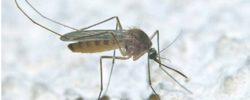 一只蚊子在房间里能活多久（进入房间的蚊子能存活多长时间?）