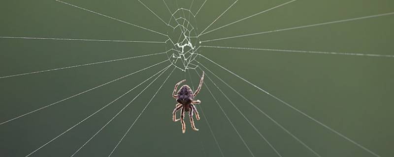 蜘蛛在窗外结网要弄掉吗 蜘蛛在窗外结网好吗