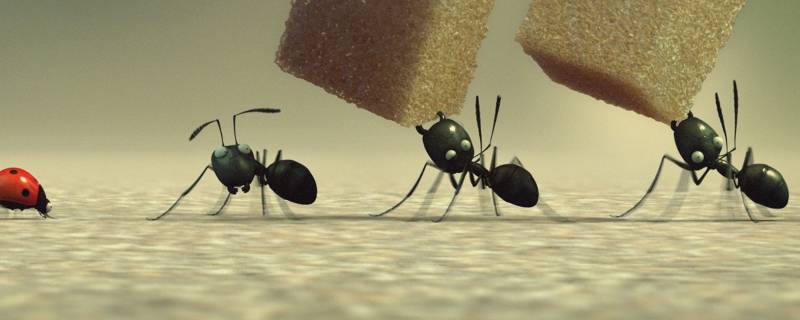 蚊香能杀死蚂蚁吗 蚊香能灭蚂蚁吗