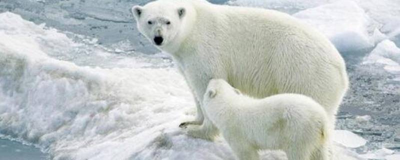 北极有哪些珍稀动物 北极独特的野生动物
