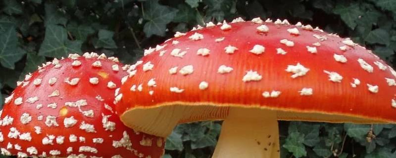 蘑菇有哪些 蘑菇有哪些品种和图片