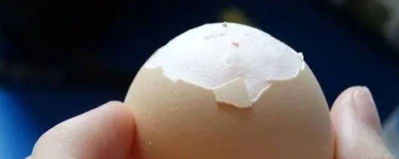 卵壳膜的作用（鸡蛋卵壳膜的作用）
