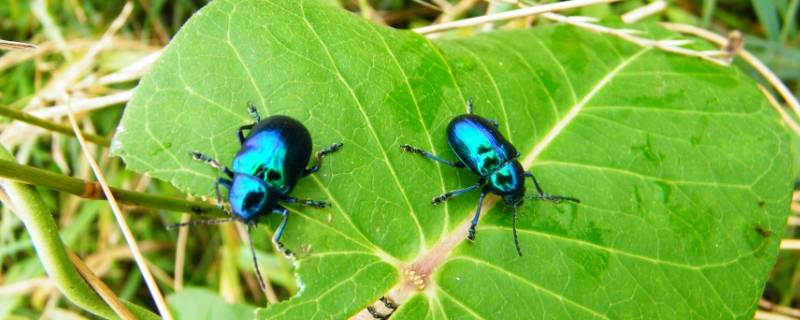 蓝色的虫子是什么虫子 身体是蓝色的虫子是什么虫子