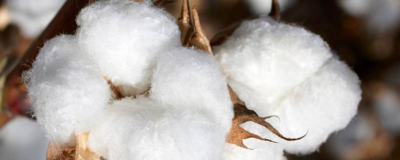 新疆棉是什么面料 新疆棉材质