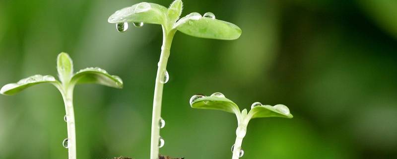 描写春天的片段 描写春天的片段300字