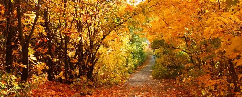 描写秋天景色的诗 描写秋天景色的诗句古诗