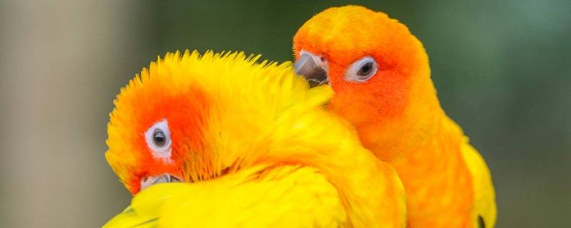 五彩缤纷的动物有哪些（五彩缤纷是什么动物正确答案）