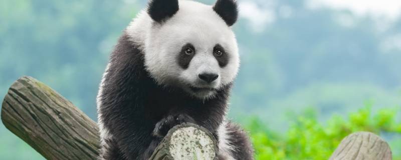 熊猫有多重 刚出生的小熊猫有多重