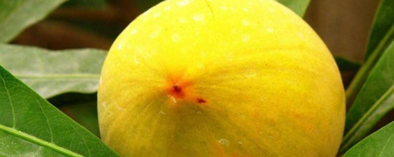 蛋黄果的味道（蛋黄果有香味吗）