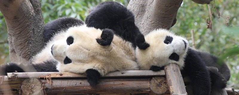 大熊猫一般住在哪（大熊猫一般住在哪里）