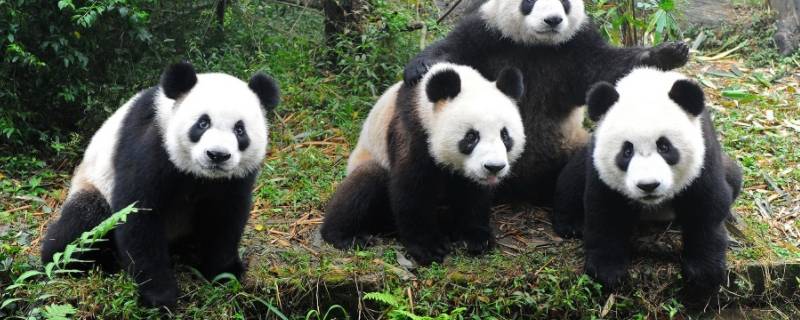 大熊猫类别有哪些（大熊猫的类别有哪些?）