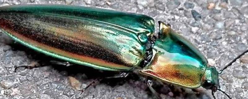 叩头虫的本领有哪些 叩头虫的本领是什么