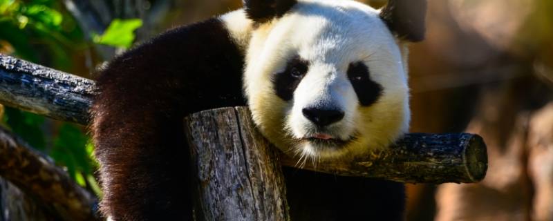 大熊猫是怎么爬树的 大熊猫是怎么爬树的资料