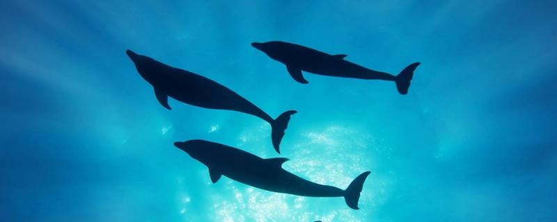 海豚最大特点是什么 海豚最大的特点是什么
