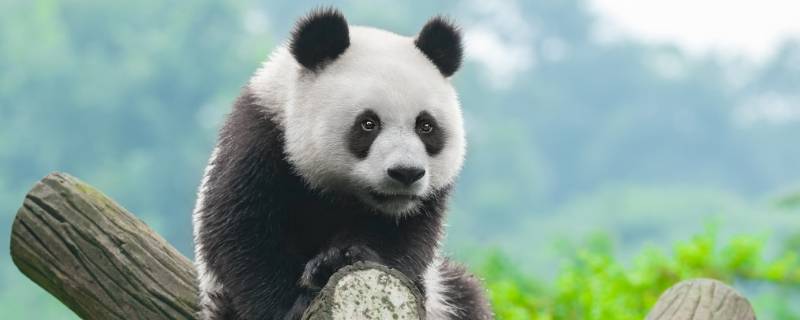 熊猫为什么是熊科 熊猫为什么是熊科动物不是猫科动物