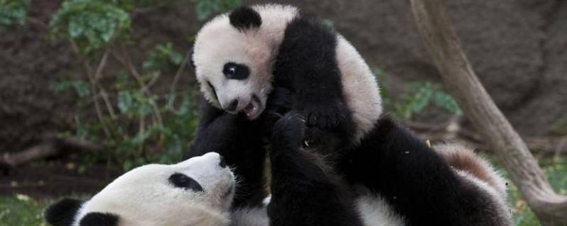 国宝大熊猫生活在什么地方 国宝大熊猫生活在什么地方最佳答案